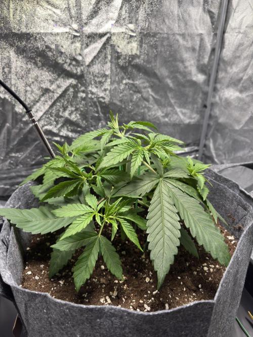 Special Kush #1 - Photoperiodic. Week 3 - Day 21