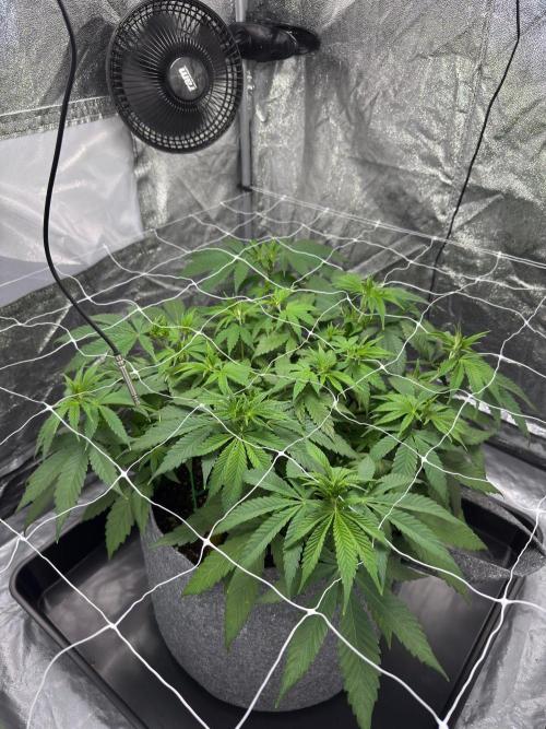 Special Kush #1 - Photoperiodic. Week 6 - Day 36