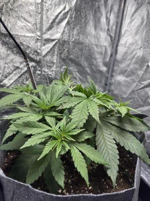 Special Kush #1 - Photoperiodic. Week 4 - Day 23