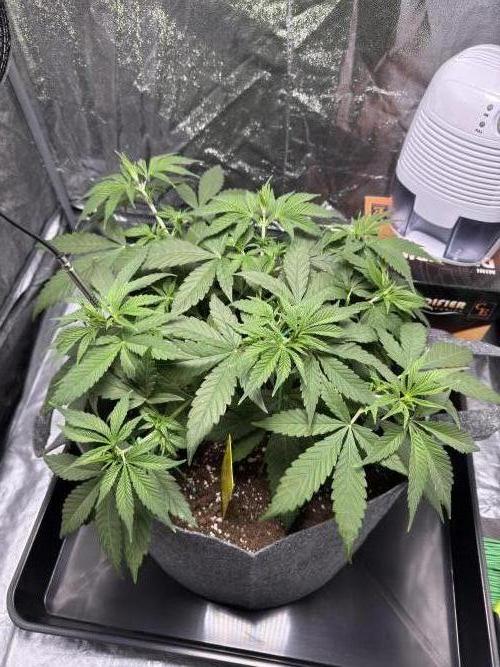 Special Kush #1. Week 4