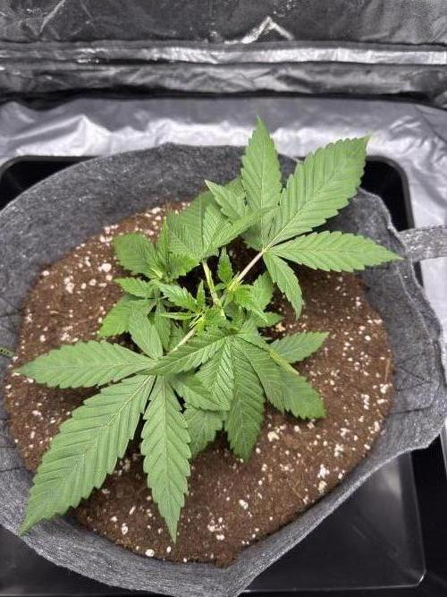 Special Kush #1 - Photoperiodic. Week 3 - Day 16