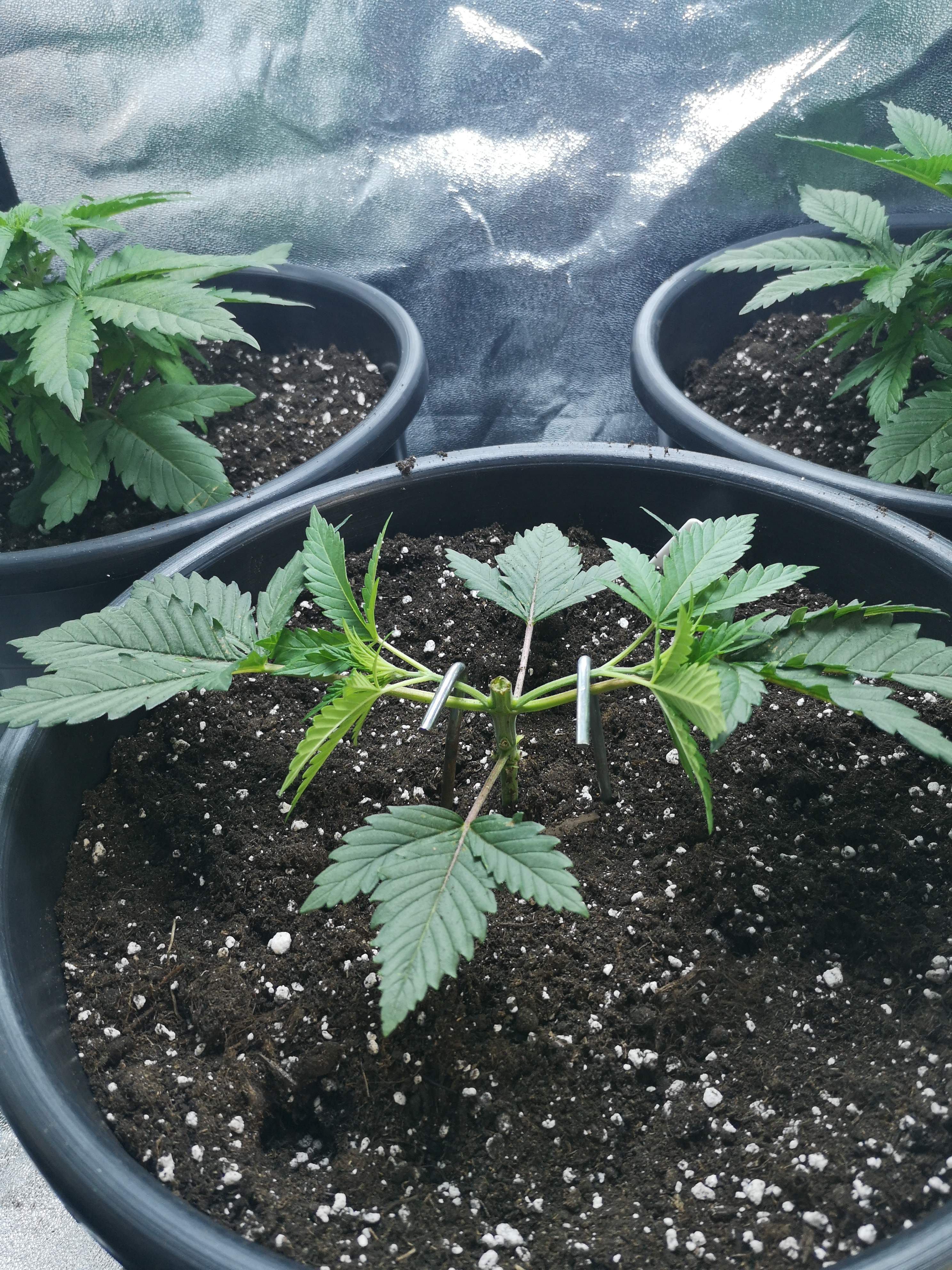 Barney's Farm Peppermint Kush, Barney's Farm ShiskaBerry, Barney's Farm