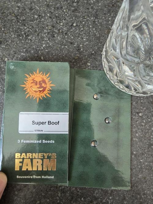 Super Boof / Gorilla Melon / RDWC 2026. Week 0