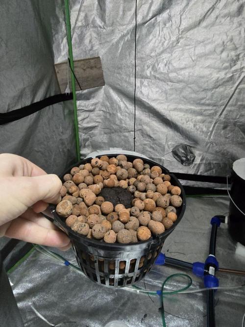 Super Boof / Gorilla Melon / RDWC 2026. Week 0