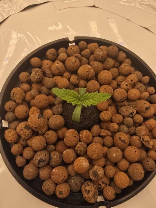 Super Boof / Gorilla Melon / RDWC 2026. Week 1