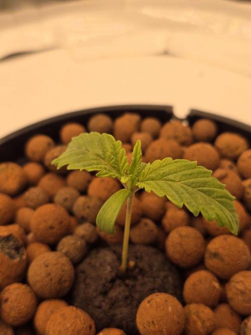 Super Boof / Gorilla Melon / RDWC 2026. Week 1