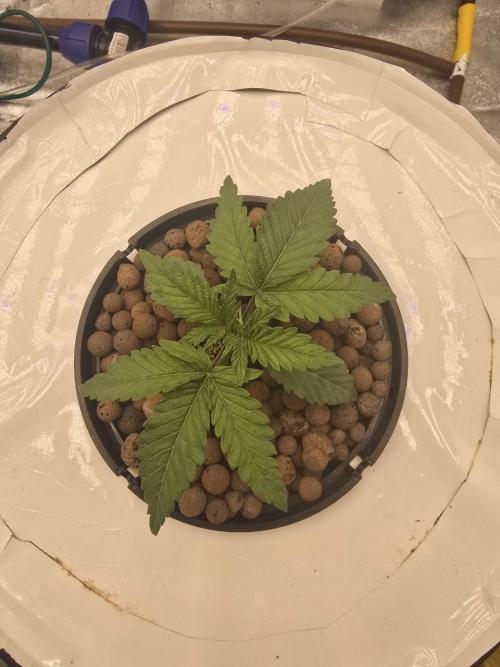 Super Boof / Gorilla Melon / RDWC 2026. Week 2 - Super Boof / Barney's Farm