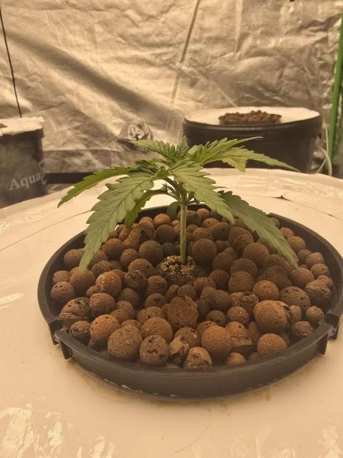 Super Boof / Gorilla Melon / RDWC 2026. Week 2 - 
