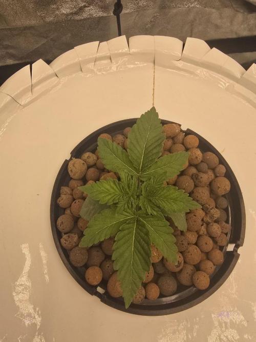 Super Boof / Gorilla Melon / RDWC 2026. Week 2 - 

