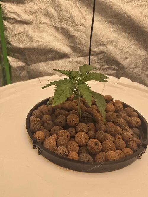 Super Boof / Gorilla Melon / RDWC 2026. Week 2 - 
