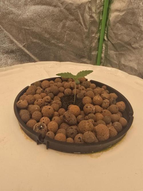 Super Boof / Gorilla Melon / RDWC 2026. Week 2 - Gorilla Melon / Fust Buds. 1я неделя