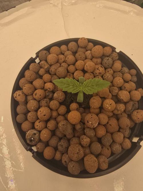 Super Boof / Gorilla Melon / RDWC 2026. Week 2 - Gorilla Melon / Fust Buds. 1я неделя