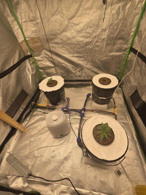 Super Boof / Gorilla Melon / RDWC 2026. Week 2