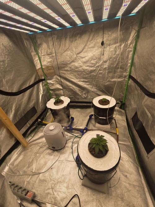 Super Boof / Gorilla Melon / RDWC 2026. Week 3