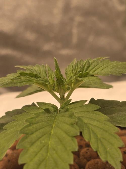 Super Boof / Gorilla Melon / RDWC 2026. Week 3