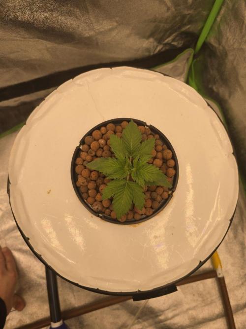Super Boof / Gorilla Melon / RDWC 2026. Week 3