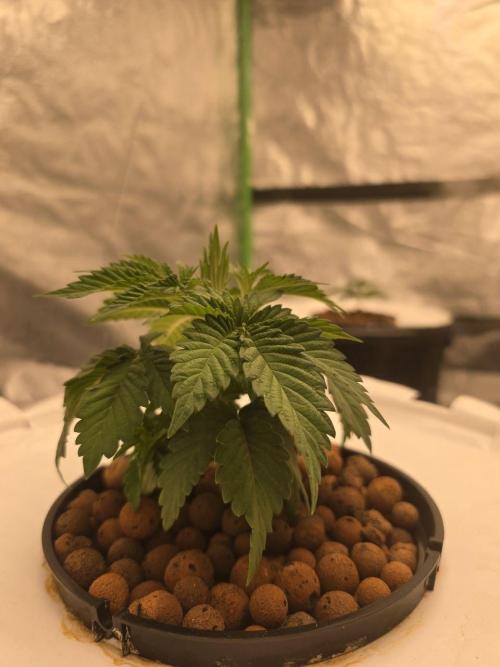 Super Boof / Gorilla Melon / RDWC 2026. Week 3 - Boof2, уставший. (смена р-ра, промывка молодых корней)