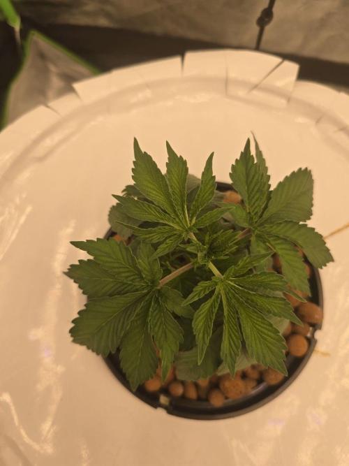 Super Boof / Gorilla Melon / RDWC 2026. Week 3