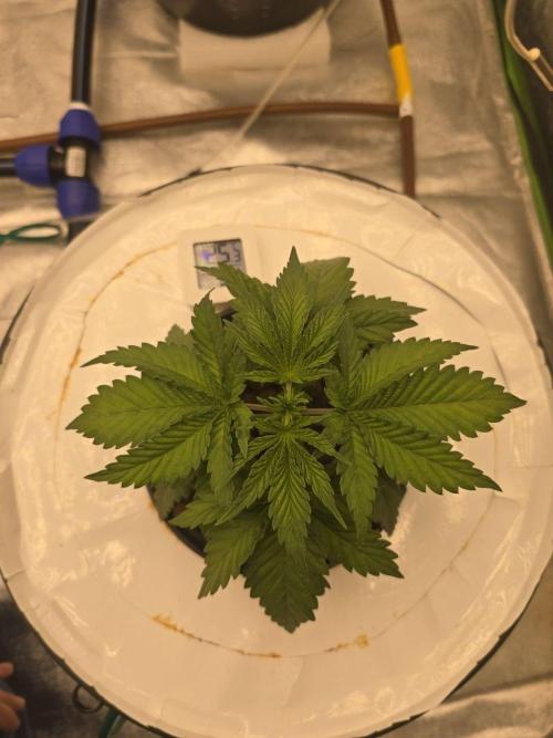 Super Boof / Gorilla Melon / RDWC 2026. Week 3 - Boof1, приподнял листву, выглядит лучше