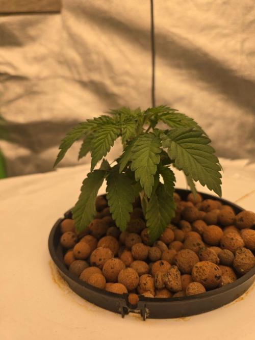 Super Boof / Gorilla Melon / RDWC 2026. Week 3 - Boof2. (Интересный факт: слабый куст в начале=больше урожая в конце) =)