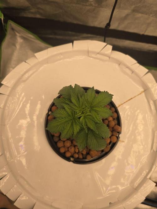 Super Boof / Gorilla Melon / RDWC 2026. Week 3