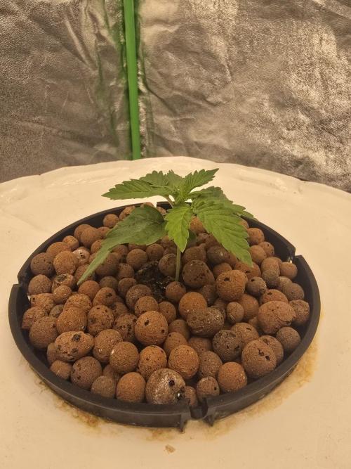 Super Boof / Gorilla Melon / RDWC 2026. Week 3