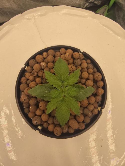 Super Boof / Gorilla Melon / RDWC 2026. Week 3
