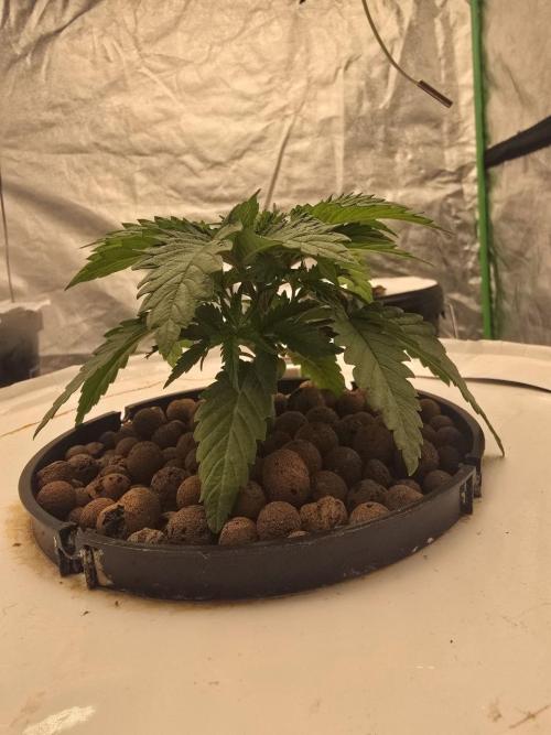 Super Boof / Gorilla Melon / RDWC 2026. Week 3