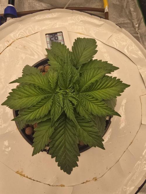 Super Boof / Gorilla Melon / RDWC 2026. Week 3