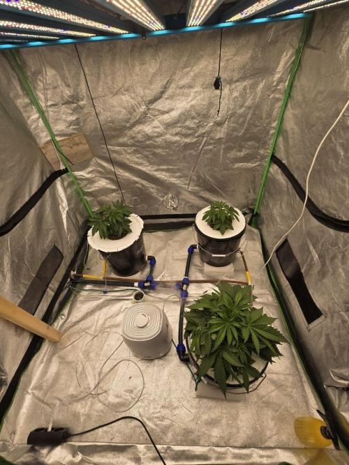 Super Boof / Gorilla Melon / RDWC 2026. Week 4