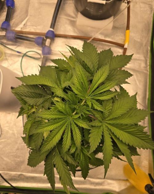 Super Boof / Gorilla Melon / RDWC 2026. Week 4