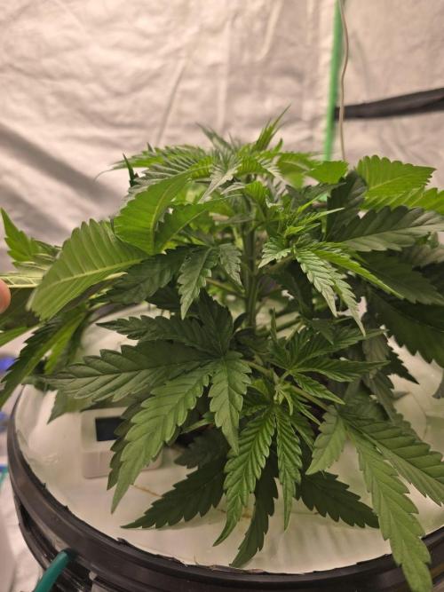 Super Boof / Gorilla Melon / RDWC 2026. Week 4