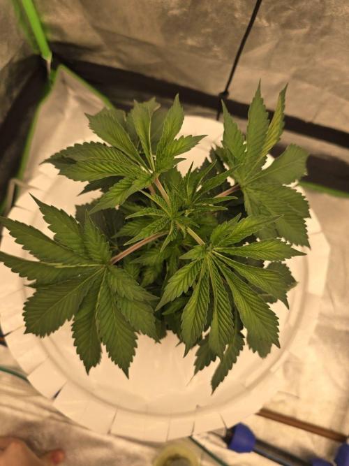 Super Boof / Gorilla Melon / RDWC 2026. Week 4