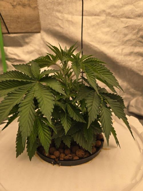 Super Boof / Gorilla Melon / RDWC 2026. Week 4