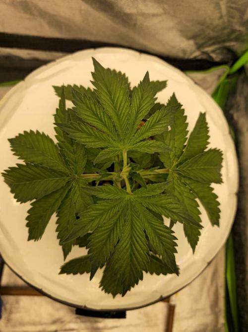Super Boof / Gorilla Melon / RDWC 2026. Week 4