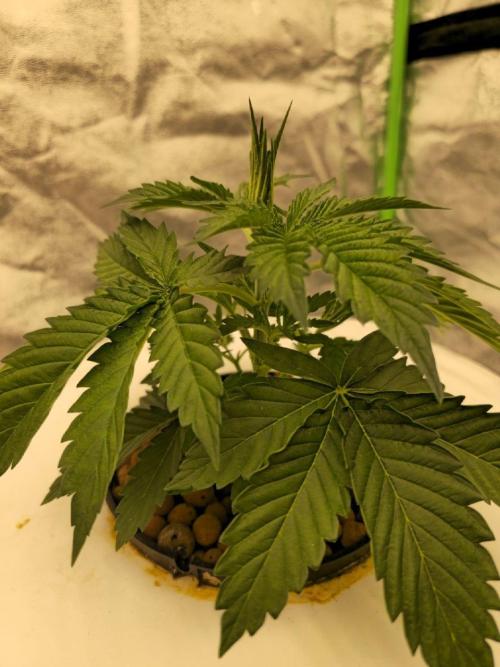 Super Boof / Gorilla Melon / RDWC 2026. Week 4