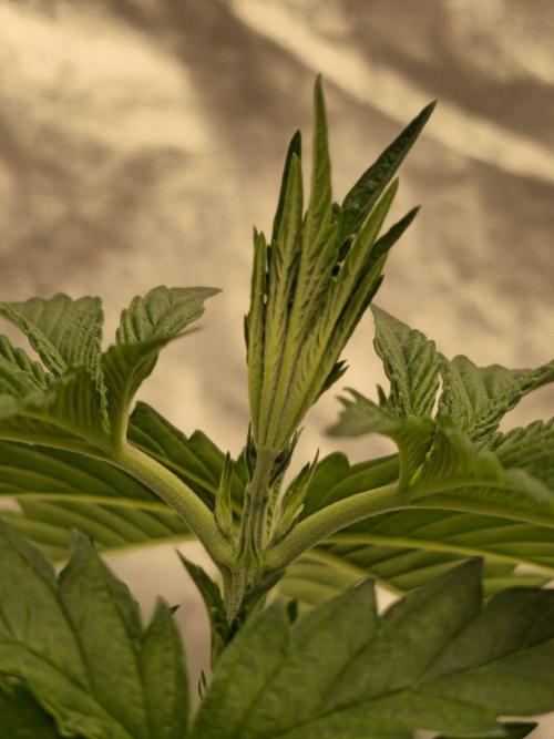 Super Boof / Gorilla Melon / RDWC 2026. Week 4