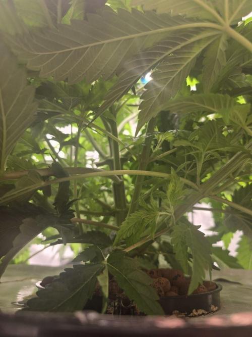 Super Boof / Gorilla Melon / RDWC 2026. Week 5 - Super Boof