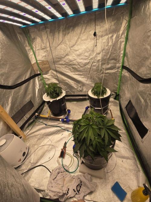 Super Boof / Gorilla Melon / RDWC 2026. Week 5 - 30.03. После замены р-ра. Уставшие