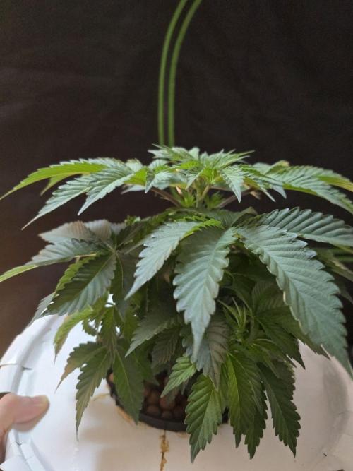 Super Boof / Gorilla Melon / RDWC 2026. Week 5 - 30.03