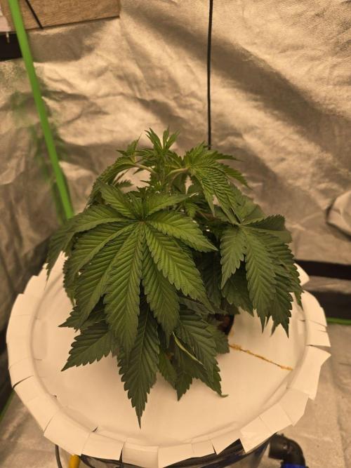Super Boof / Gorilla Melon / RDWC 2026. Week 5 - 30.03