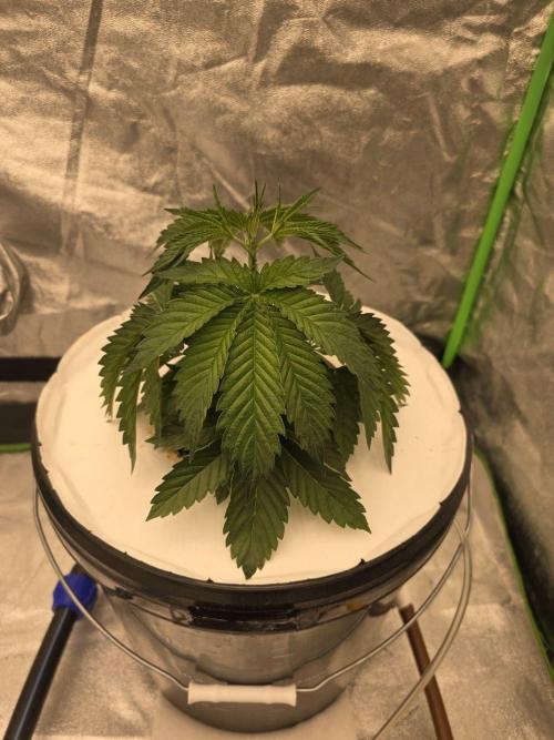 Super Boof / Gorilla Melon / RDWC 2026. Week 5 - 30.03. После замены р-ра. Полтора часа без воды. За 10 минут восстановились