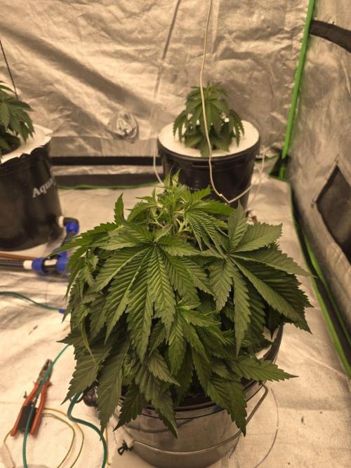 Super Boof / Gorilla Melon / RDWC 2026. Week 5 - 30.03. После замены р-ра. Полтора часа без воды. За 10 минут восстановились