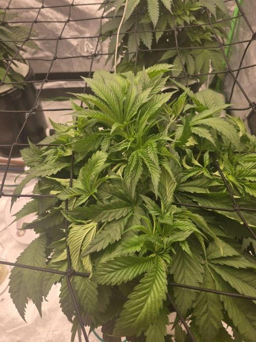 Super Boof / Gorilla Melon / RDWC 2026. Week 5 - 06.04. Super Boof