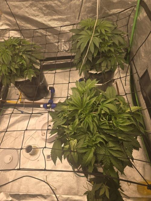 Super Boof / Gorilla Melon / RDWC 2026. Week 5 - 06.04. Начинаем постепенную обрезку. Слева Gorilla. Справа 2хSuper Boof