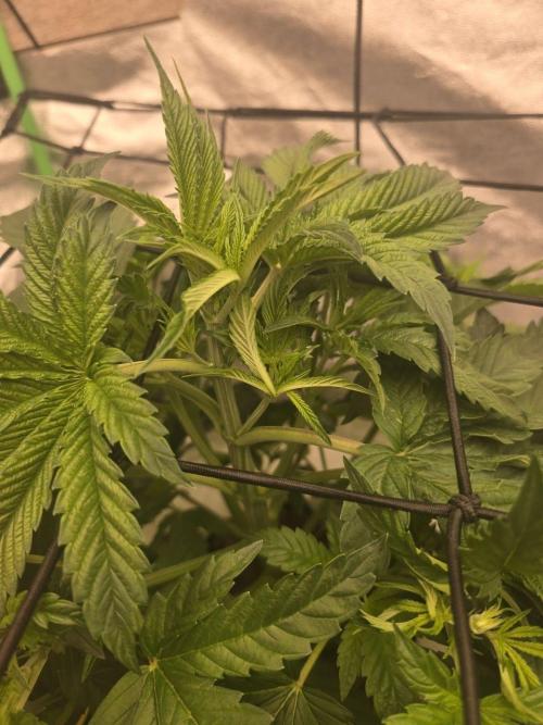 Super Boof / Gorilla Melon / RDWC 2026. Week 5 - Gorilla Melon