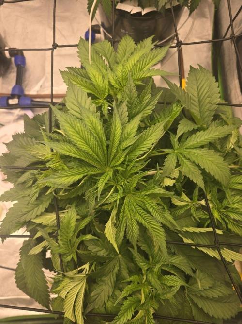 Super Boof / Gorilla Melon / RDWC 2026. Week 5 - Super Boof
