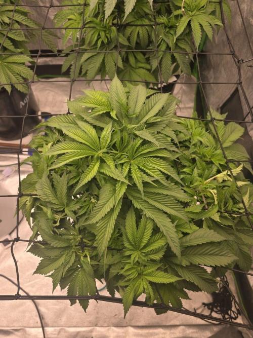 Super Boof / Gorilla Melon / RDWC 2026. Week 6