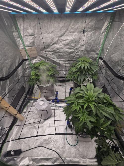 Super Boof / Gorilla Melon / RDWC 2026. Week 6
