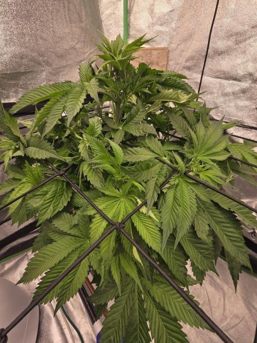 Super Boof / Gorilla Melon / RDWC 2026. Week 6